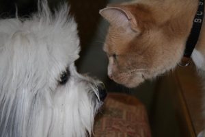 Cat and Dog