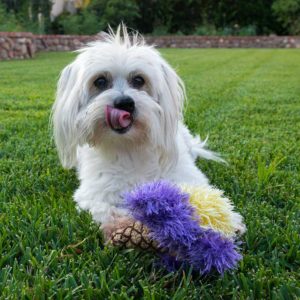 handmade ice cream for dogs